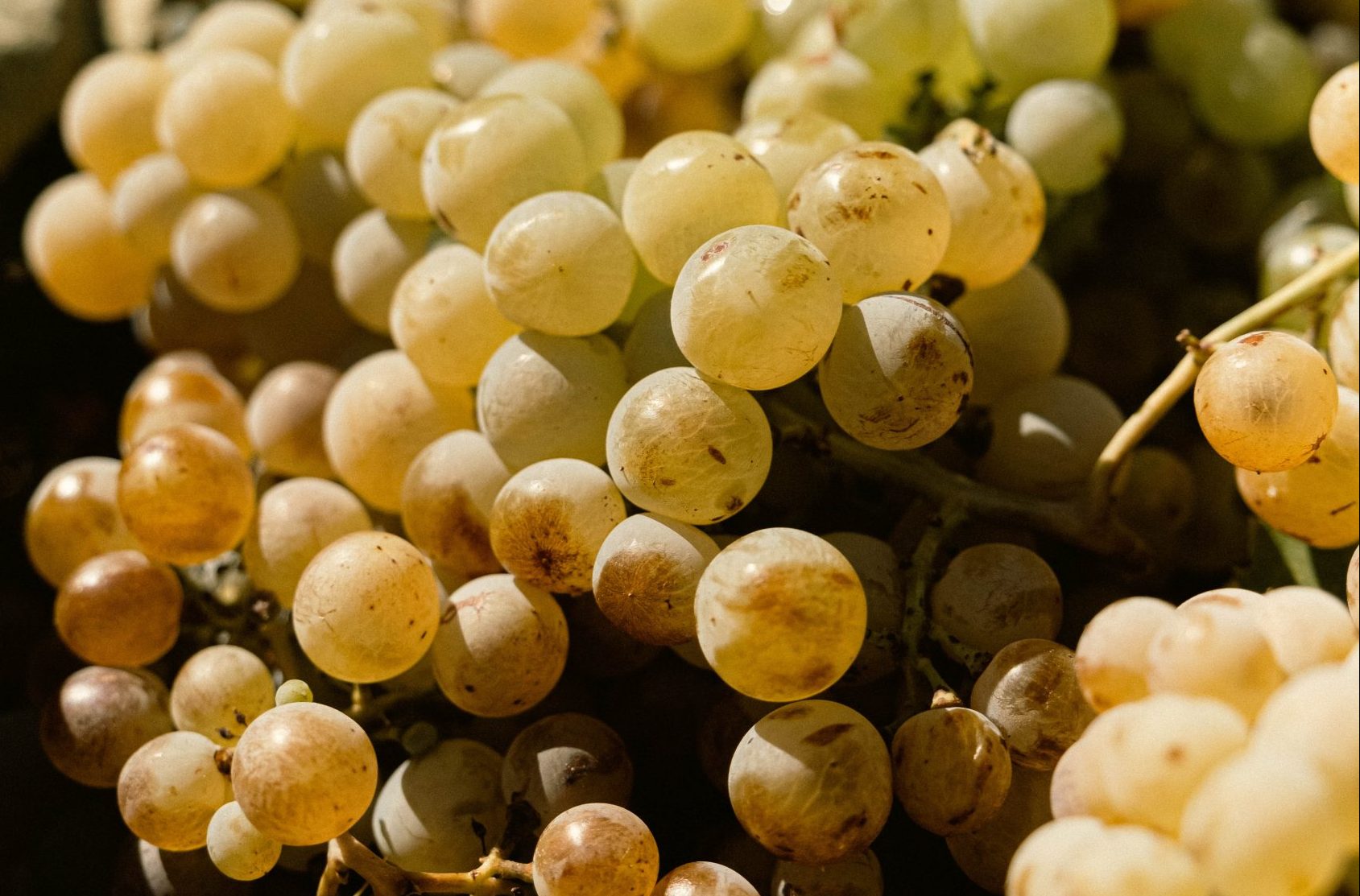 About Malvasia Myth